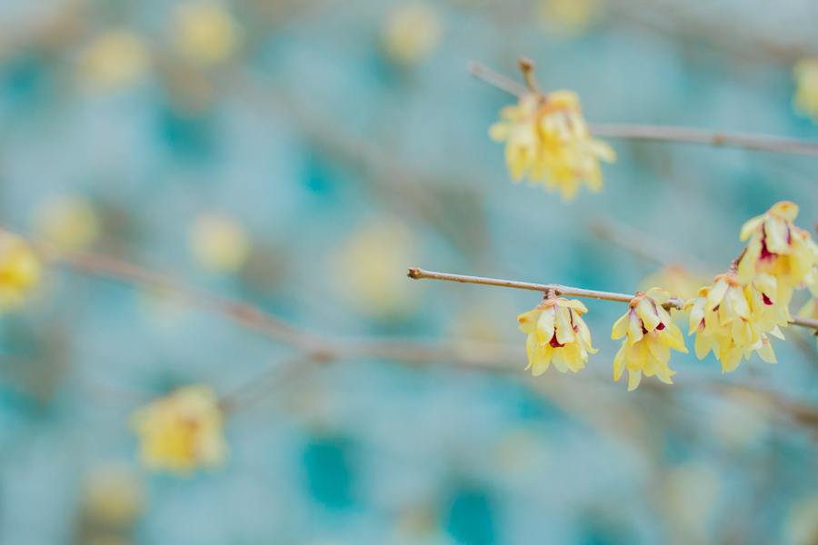 blue and pale yellow