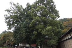 子供の頃、遊び場だった神社③