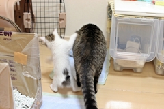 姫に突っ込むナギ（笑）