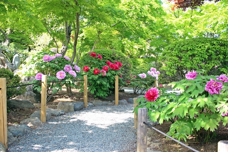 ウチの菩提寺の庭
