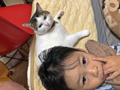 今日も猫枕