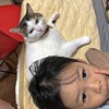 今日も猫枕