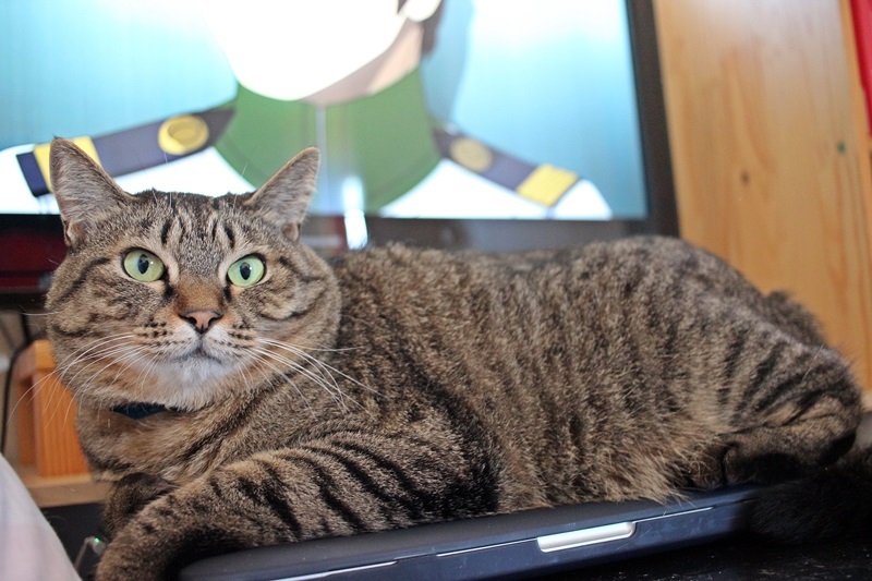 あのぉ、MacBook開きたいんだけど