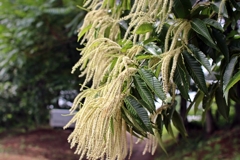 栗の花