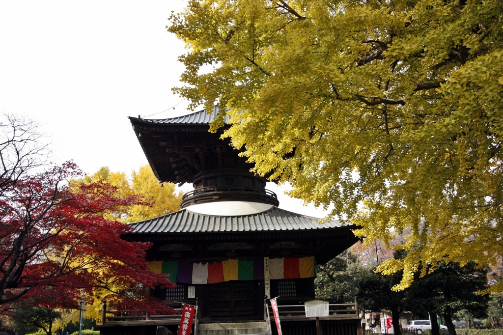 大銀杏