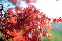 紅葉