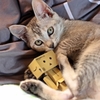 くり⑥