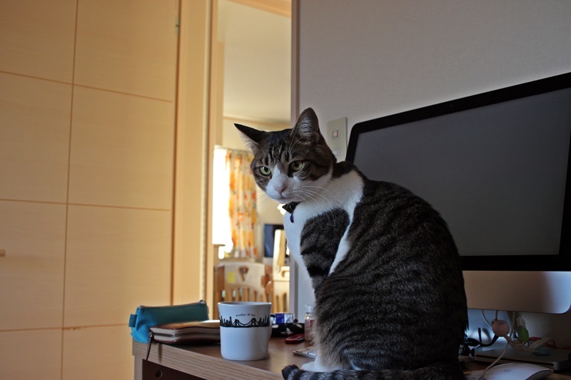 こまち