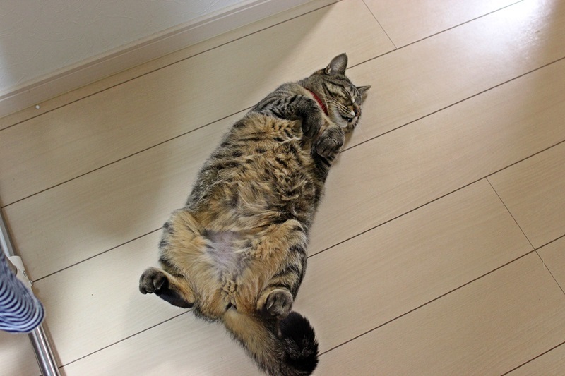 死体（笑）