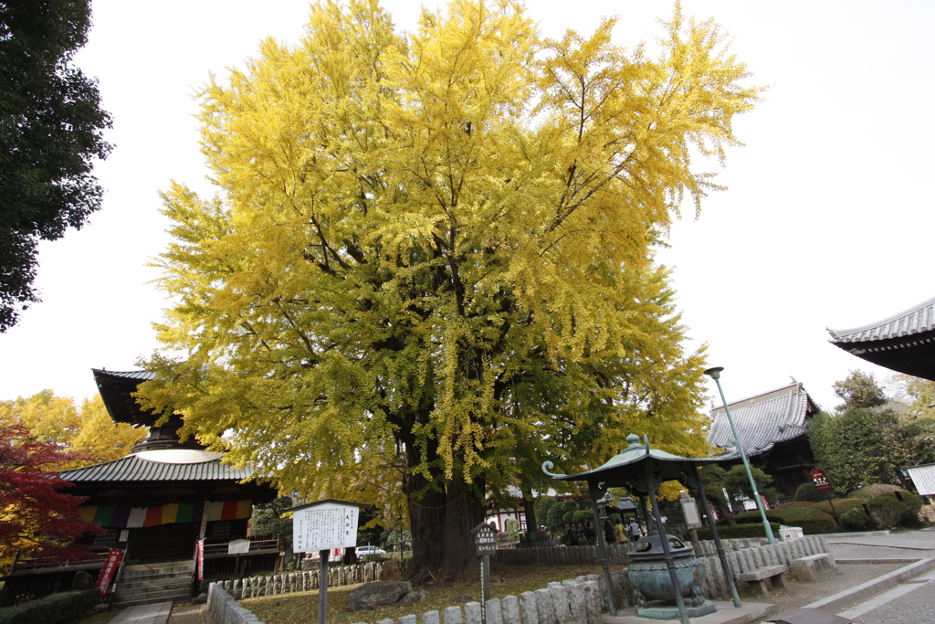 大銀杏