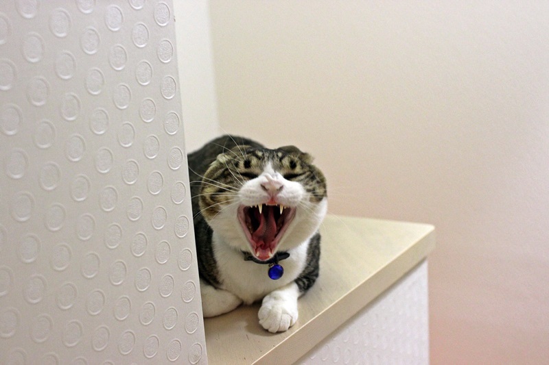 あくび
