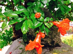 ザクロの花