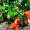 ザクロの花