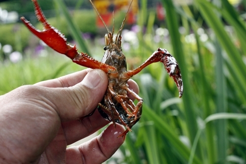 ザリガニ釣り②