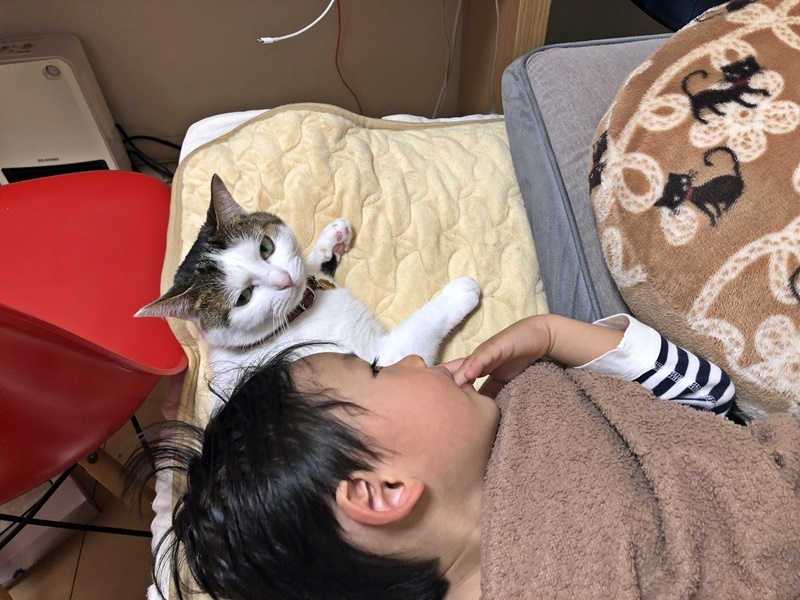 今日も猫枕