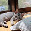 くり④