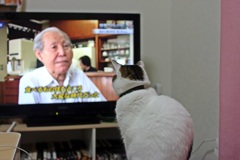 TV鑑賞中
