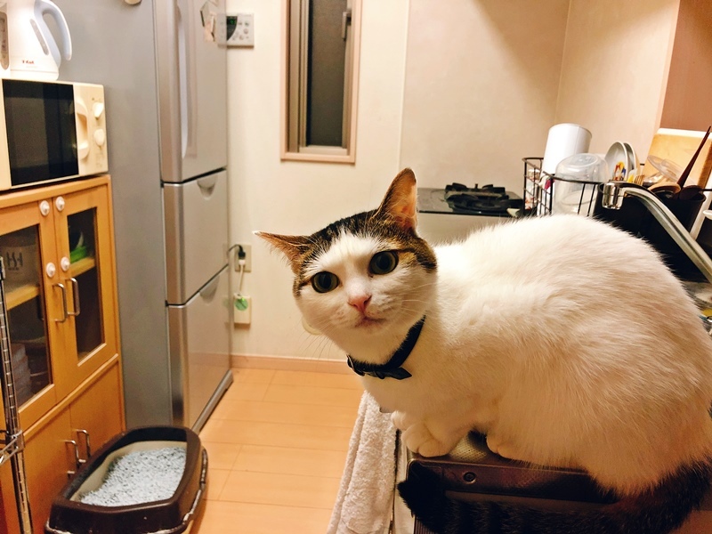 ナギ