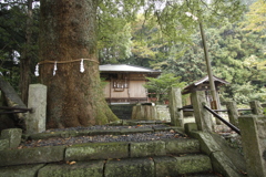 子供の頃、遊び場だった神社