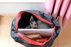 一緒に仕事行くか？