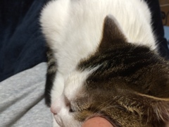 甘えん坊
