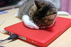 眠いにゃぁ～