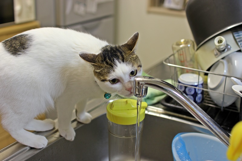 あたちは新鮮な水しか飲まないの！
