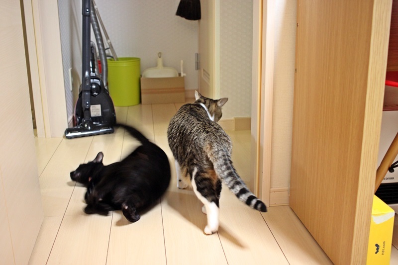 小町と天