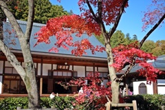 菩提寺の紅葉
