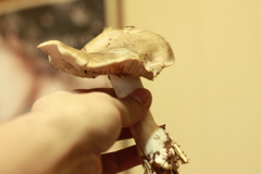 ウラベニホテイシメジ