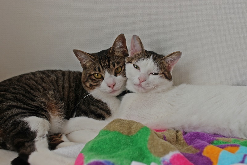 こまちとナギ