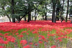 彼岸花②