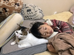 猫まくら