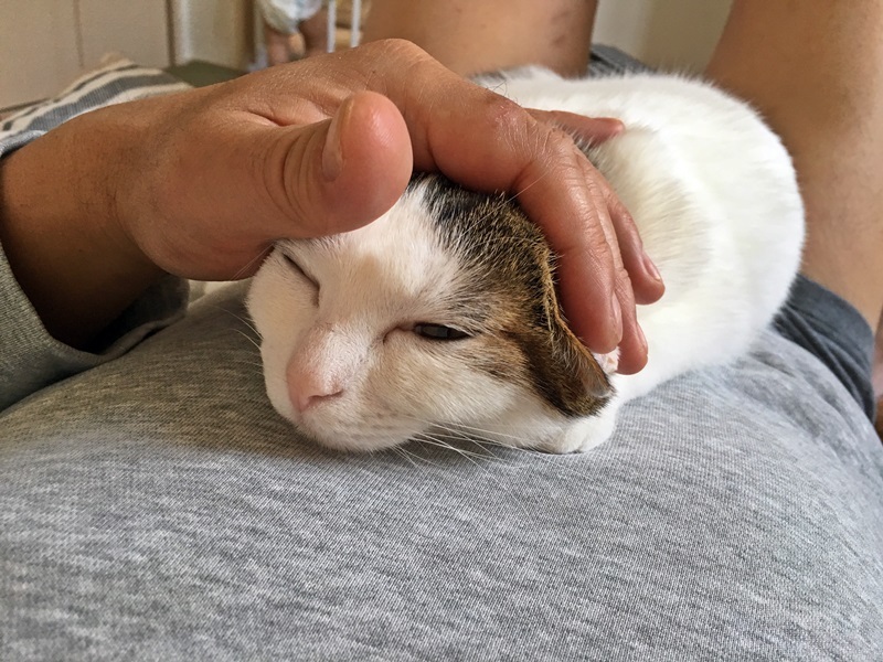 甘えん坊