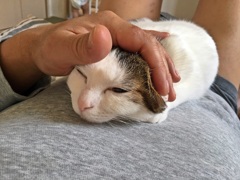 甘えん坊