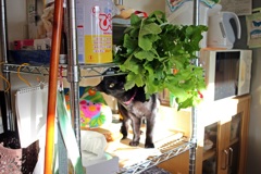 大根の葉を食うな②