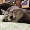 くりです。