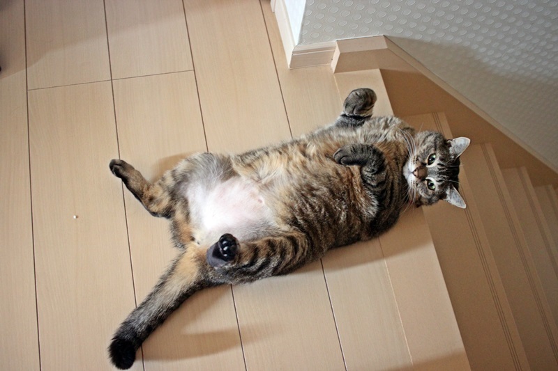 へそ天