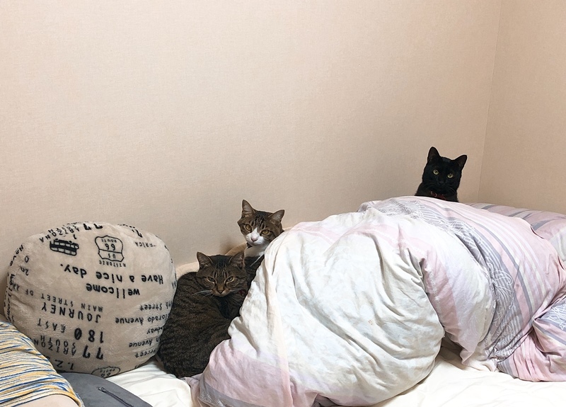 帰宅するとこういう光景が待ってます