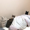 帰宅するとこういう光景が待ってます