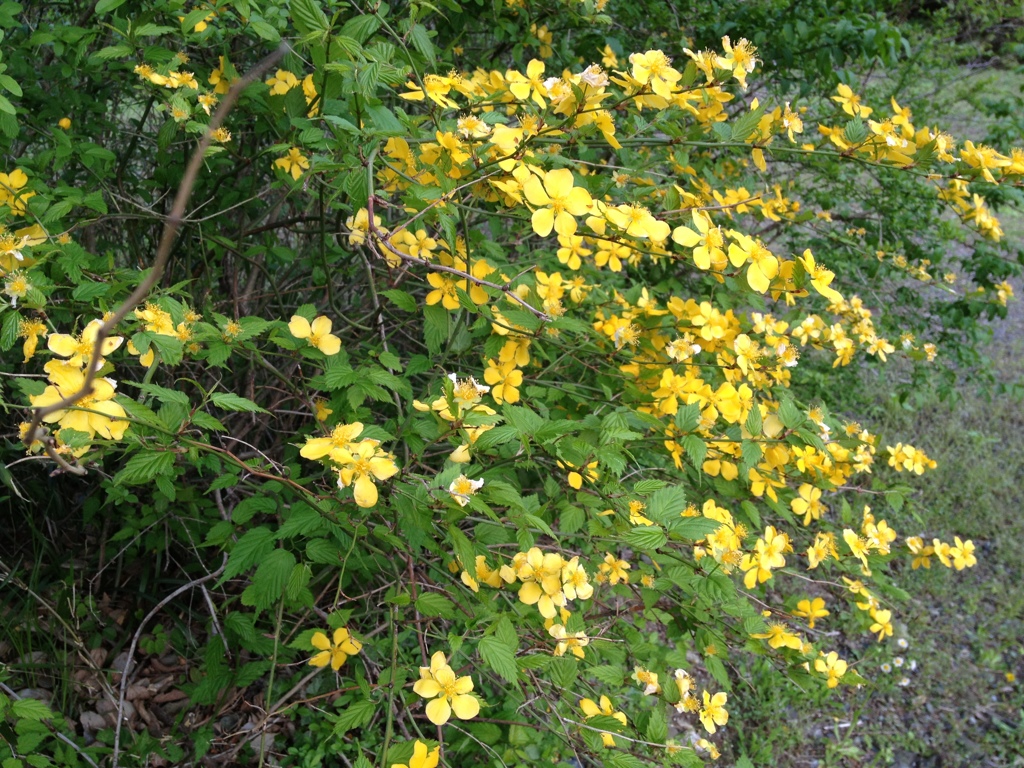 山吹