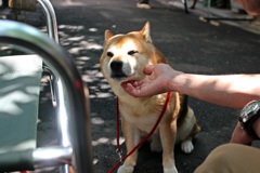 浅草で出会った犬