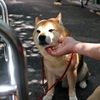 浅草で出会った犬