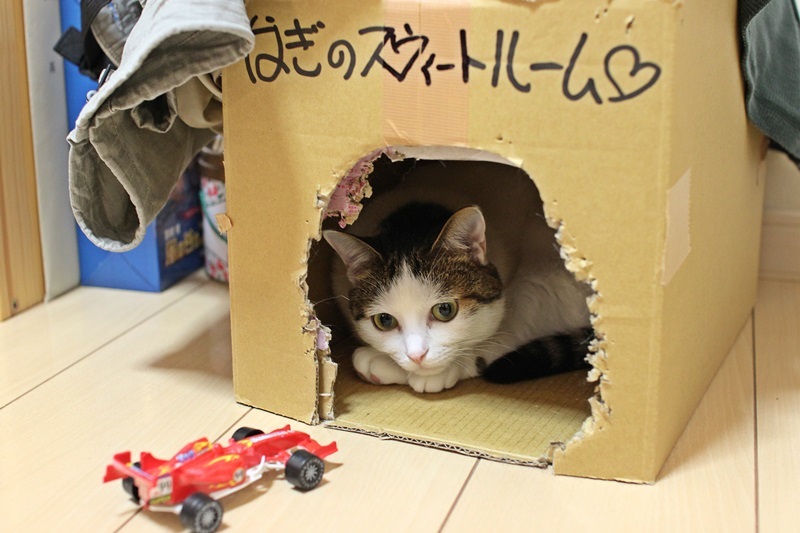 マイハウス（笑）