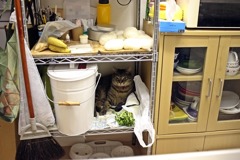 そこ寝床じゃない