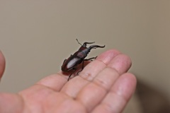 いらっしゃい