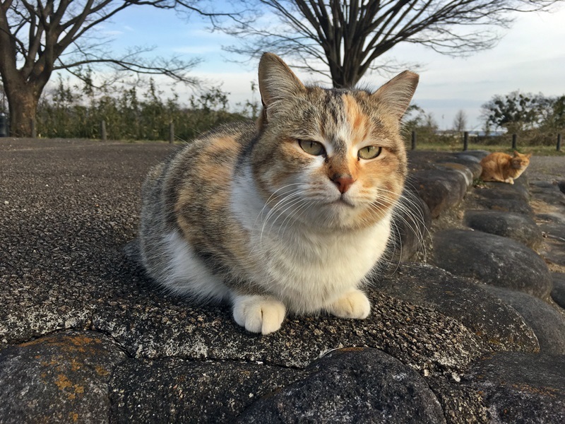 野良ちゃん