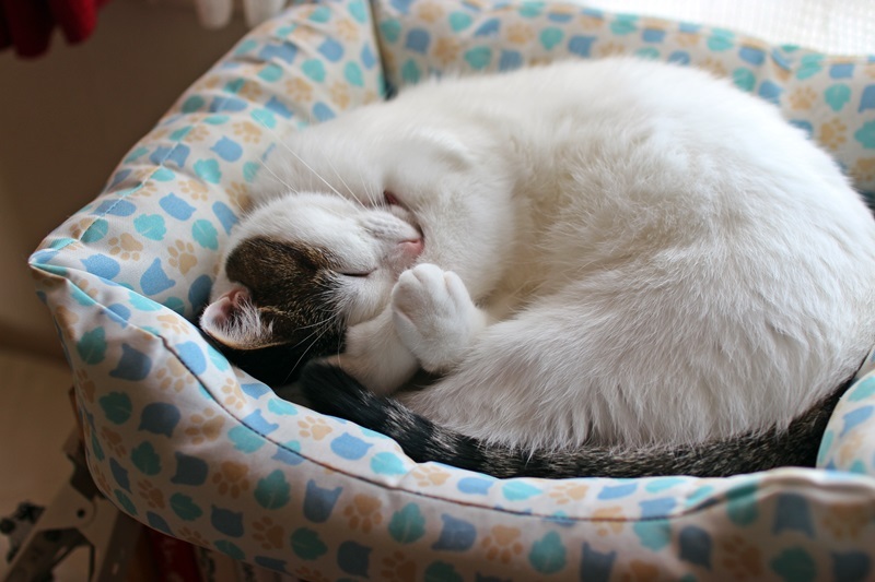 ねんね
