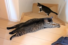 のんびり