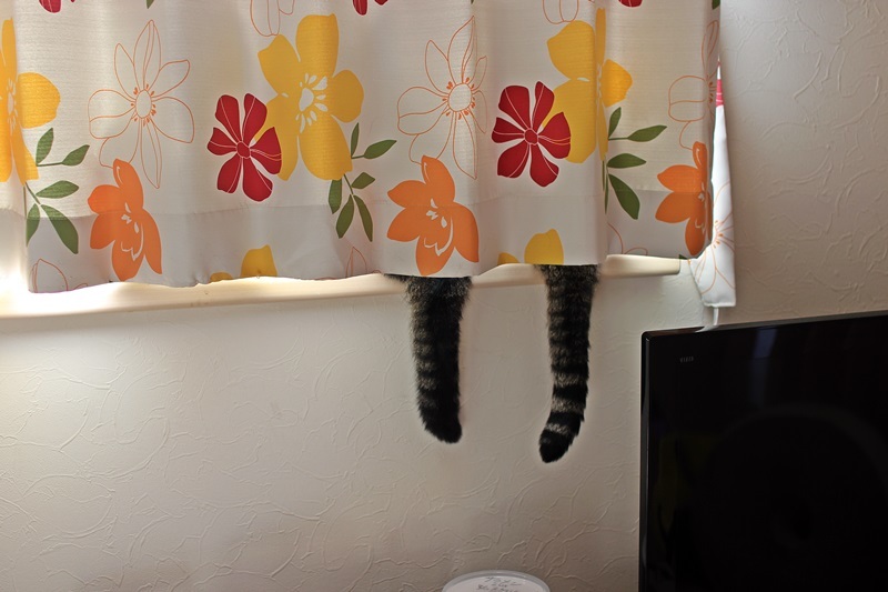 蜘蛛の糸